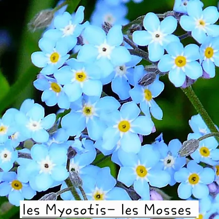 Les Myosotis Apartament Les Mosses
