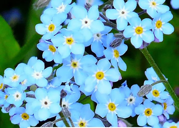 Les Myosotis Lejlighed Les Mosses